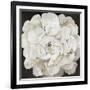 White Peonia-Asia Jensen-Framed Premium Giclee Print