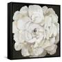 White Peonia-Asia Jensen-Framed Stretched Canvas