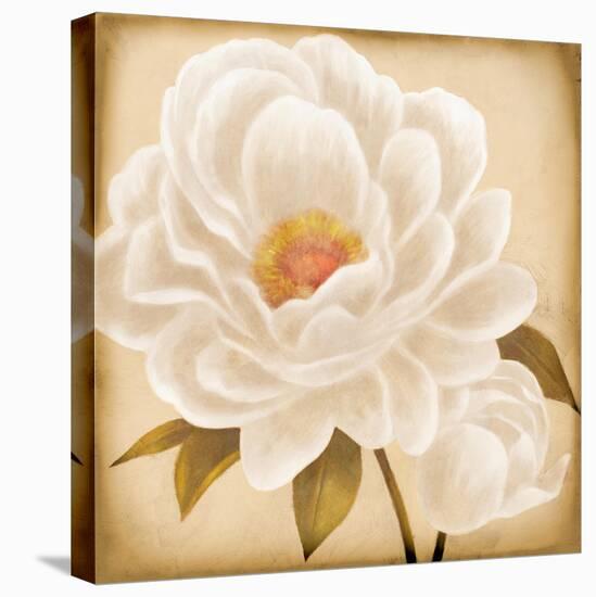 White Peonies I-Vivien Rhyan-Stretched Canvas