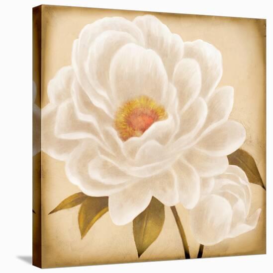 White Peonies I-Vivien Rhyan-Stretched Canvas