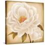 White Peonies I-Vivien Rhyan-Stretched Canvas