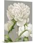 White Peonies II-null-Mounted Art Print