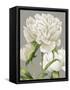 White Peonies II-null-Framed Stretched Canvas