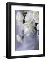 White Peonies in a Vase-Anna Miller-Framed Photographic Print