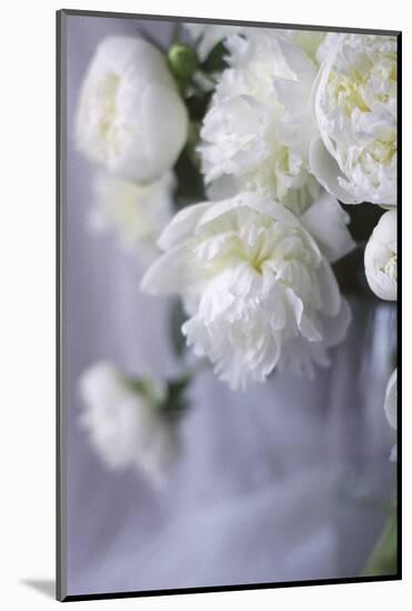 White Peonies in a Vase-Anna Miller-Mounted Photographic Print