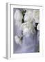 White Peonies in a Vase-Anna Miller-Framed Photographic Print