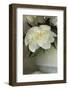 White peonies in cream pitcher-Anna Miller-Framed Photographic Print