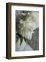 White peonies in cream pitcher-Anna Miller-Framed Photographic Print