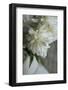 White peonies in cream pitcher-Anna Miller-Framed Photographic Print