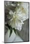 White peonies in cream pitcher-Anna Miller-Mounted Photographic Print