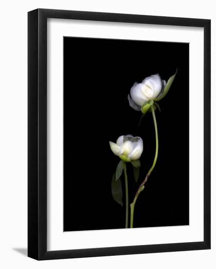 White Peonies Isolated on Black Background-Christian Slanec-Framed Photographic Print