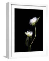 White Peonies Isolated on Black Background-Christian Slanec-Framed Photographic Print