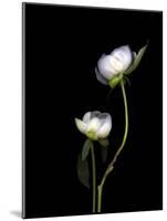 White Peonies Isolated on Black Background-Christian Slanec-Mounted Photographic Print