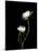 White Peonies Isolated on Black Background-Christian Slanec-Mounted Photographic Print