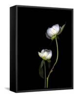 White Peonies Isolated on Black Background-Christian Slanec-Framed Stretched Canvas