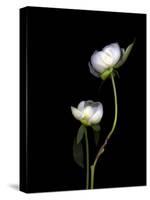White Peonies Isolated on Black Background-Christian Slanec-Stretched Canvas