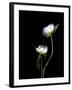 White Peonies Isolated on Black Background-Christian Slanec-Framed Photographic Print