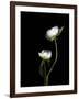 White Peonies Isolated on Black Background-Christian Slanec-Framed Photographic Print