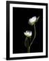 White Peonies Isolated on Black Background-Christian Slanec-Framed Photographic Print