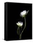 White Peonies Isolated on Black Background-Christian Slanec-Framed Stretched Canvas