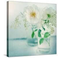 White Peonies-Sarah Gardner-Stretched Canvas