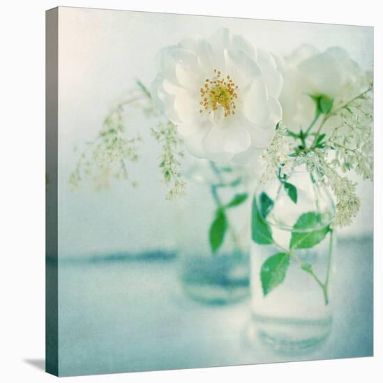 White Peonies-Sarah Gardner-Stretched Canvas