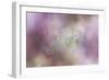 White Peony 2-Jai Johnson-Framed Giclee Print