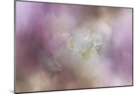 White Peony 2-Jai Johnson-Mounted Giclee Print