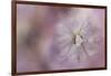 White Peony 3-Jai Johnson-Framed Giclee Print