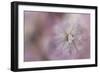 White Peony 3-Jai Johnson-Framed Giclee Print