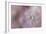 White Peony 3-Jai Johnson-Framed Giclee Print