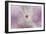 White Peony 4-Jai Johnson-Framed Giclee Print