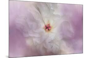 White Peony 4-Jai Johnson-Mounted Giclee Print