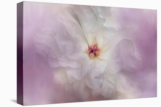 White Peony 4-Jai Johnson-Stretched Canvas