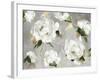 White Peony Garden-Asia Jensen-Framed Art Print