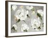 White Peony Garden-Asia Jensen-Framed Art Print