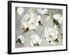 White Peony Garden-Asia Jensen-Framed Art Print