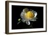 White Peony I-Tammy Putman-Framed Photographic Print