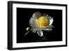 White Peony I-Tammy Putman-Framed Photographic Print