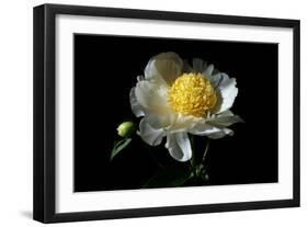 White Peony I-Tammy Putman-Framed Photographic Print