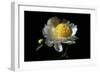 White Peony I-Tammy Putman-Framed Photographic Print