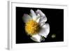 White Peony II-Tammy Putman-Framed Photographic Print