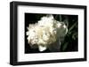 White Peony In Spring-Michelle Calkins-Framed Photo