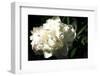 White Peony In Spring-Michelle Calkins-Framed Photo