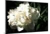 White Peony In Spring-Michelle Calkins-Mounted Photo