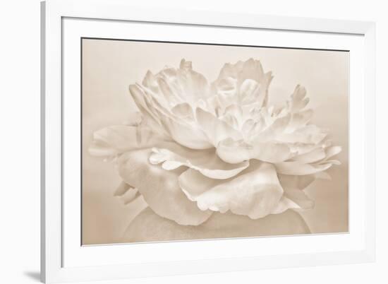 White Peony-Cora Niele-Framed Photographic Print