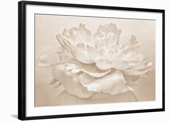 White Peony-Cora Niele-Framed Photographic Print