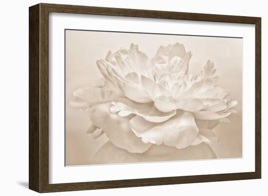 White Peony-Cora Niele-Framed Photographic Print