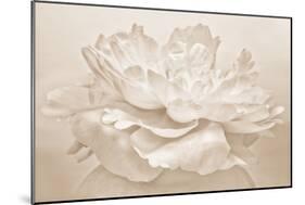 White Peony-Cora Niele-Mounted Photographic Print