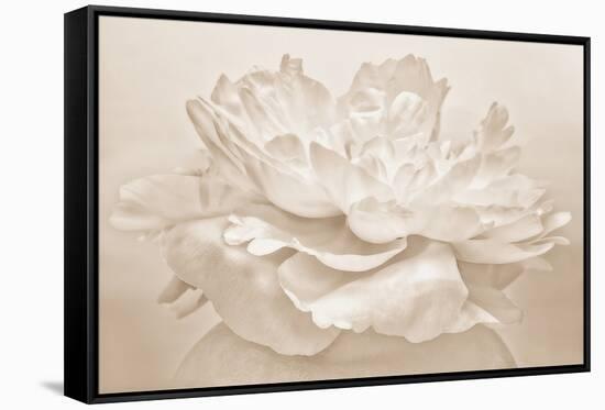 White Peony-Cora Niele-Framed Stretched Canvas